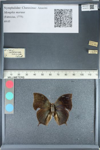 Media type: image;   Entomology 164731